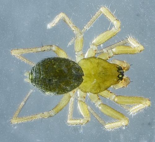 Centromerus phoceorum